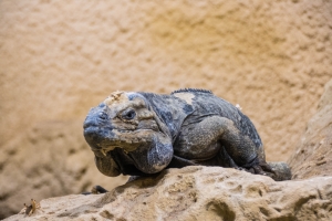 Iguane rhinocéros